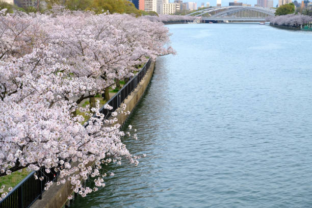 istock Sakura cherry blossoms next to river view sakuranomiya park, bridge view with sakura trees along the river side city view in Osaka,Japan 1224389907