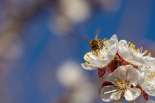 A selective focus shot of a bee on a pear blossom