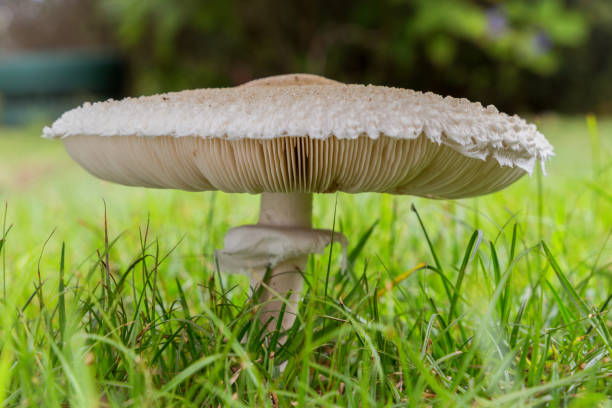 istock large single mushroom growing on a grassy lawn 1224392563