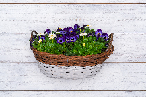 tiny violets and daisies in wicker basket on white vintage wooden background