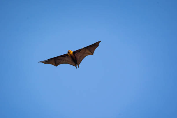 istock flying fox high up on clear blue sky 1224392743