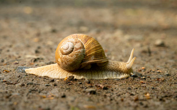 istock Big snail in shell crawling on road, summer day in garden 1224395157