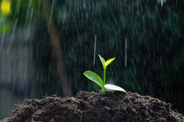 istock seedling are growing from soil, ecology concept 1224395374