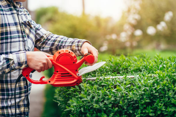 istock Man mows shrubs with electric trimmer for bushes 1224396307