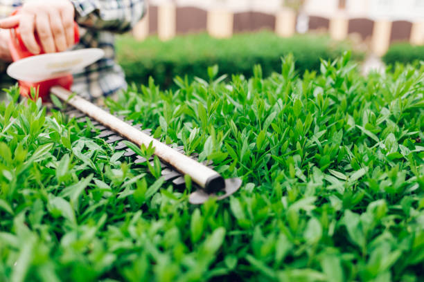 istock Cutting a shrub with an electric brush cutter 1224396340
