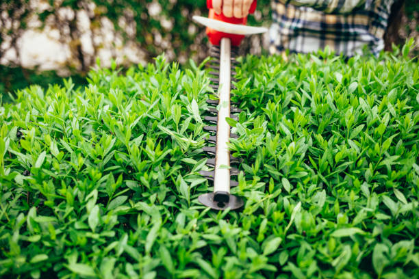Man cuts green bushes with an electric trimmer