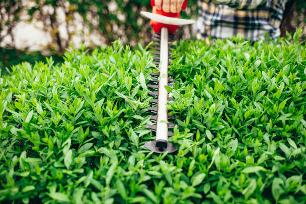 Man cuts green bushes with an electric trimmer Man cuts green bushes with an electric trimmer pruning gardening photos stock pictures, royalty-free photos & images