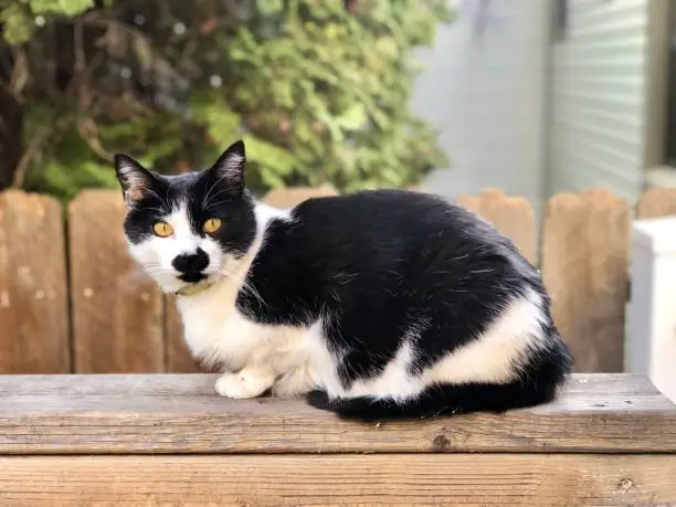Cute black and white tuxedo cat relaxes in an outdoor wooden deck on a warm summer day