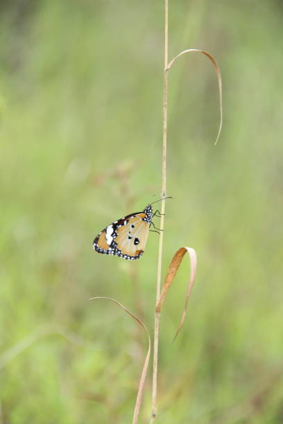 istock . Insects often come out in the morning 1224396662