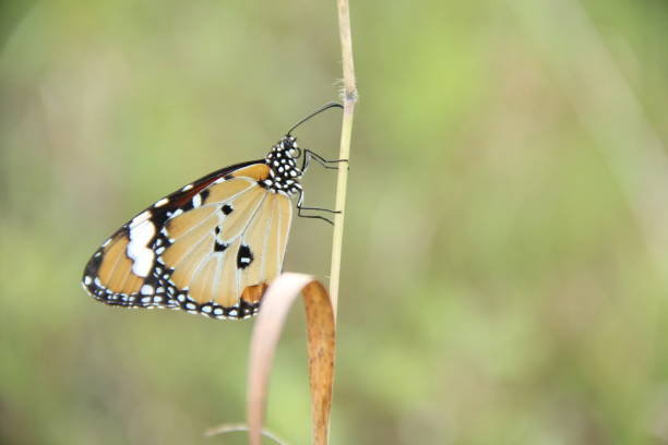 istock Insects often come out in the morning 1224396858