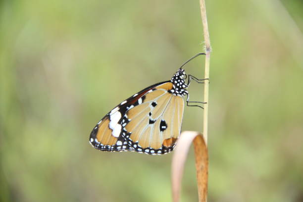 istock Insects often come out in the morning 1224396973
