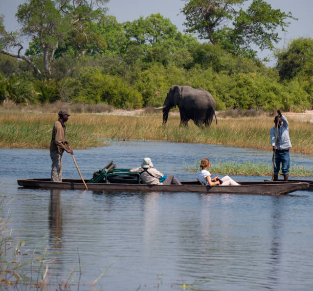 Mokoro boats with safari tourists on the Okavango Delta stock photo