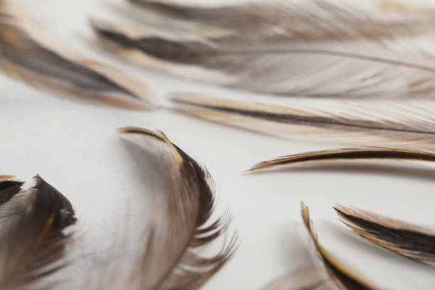 real chicken feather fore lure soft brown decoration real chicken feather fore lure soft brown decoration on marble background focus on fore pattern stock pictures, royalty-free photos & images
