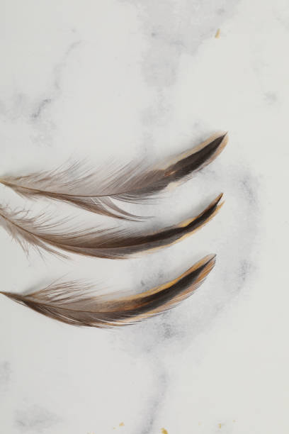 real chicken feather fore lure soft brown decoration real chicken feather fore lure soft brown decoration on marble background focus on fore pattern stock pictures, royalty-free photos & images