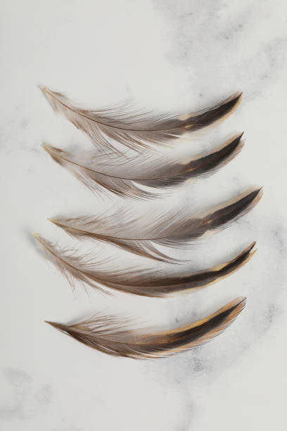 real chicken feather fore lure soft brown decoration real chicken feather fore lure soft brown decoration on marble background focus on fore pattern stock pictures, royalty-free photos & images