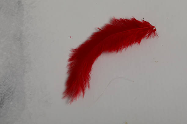 istock real chicken feather fore lure soft brown decoration 1224399765