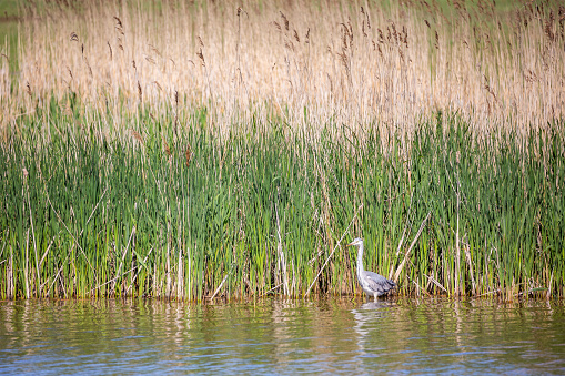 A Grey Heron in the reeds at a nature reserve