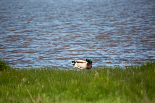 Duck resting by the water at a nature reserve