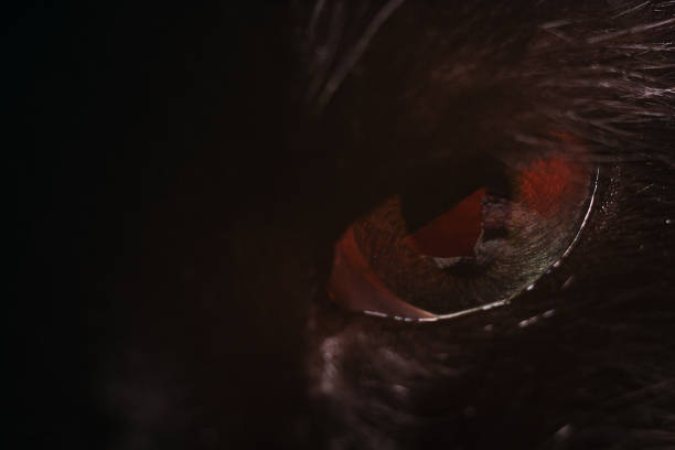 Yellow eye of a black cat, close up