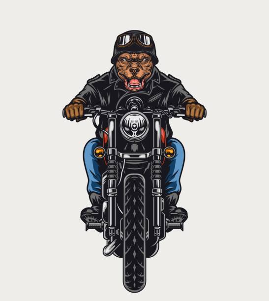 Colorful angry pitbull head motorcyclist Colorful angry pitbull head motorcyclist in helmet and goggles riding motorbike in vintage style isolated vector illustration mean dog stock illustrations