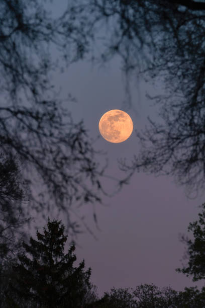 istock Full super moon rising in the sky just after sunset - during blue hour. 1224401615