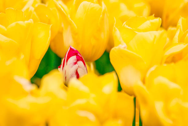 istock Tulip background. Yellow flower tulip 1224403836