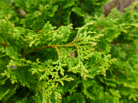 close up of arborvitae leaves