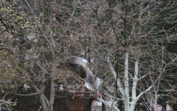 istock one gray pigeon in flight 1224405654