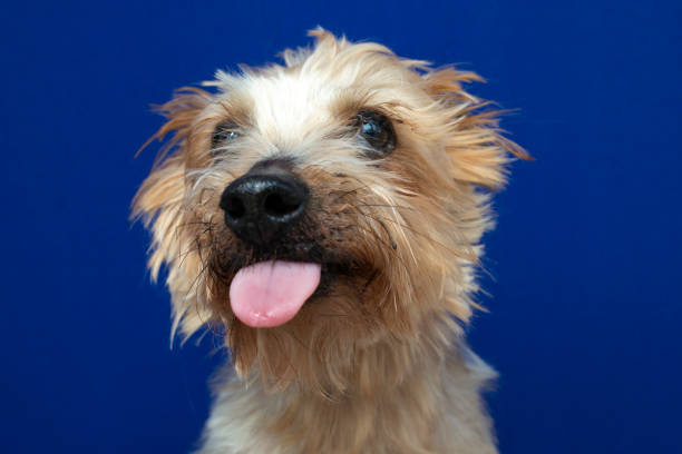 istock close-up portrait yorkshire dog making beautiful expressions in studio with blue background 1224406351