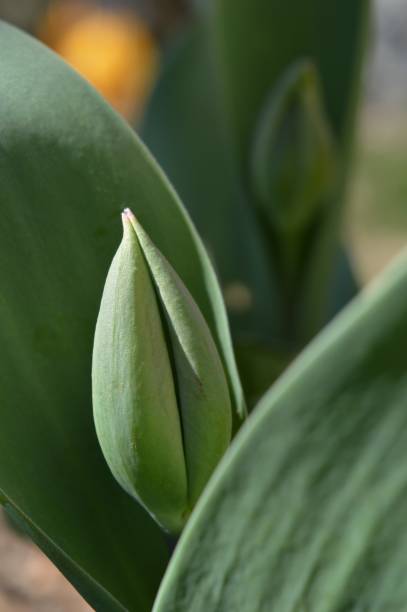 istock More green buds of tulips 1224407155