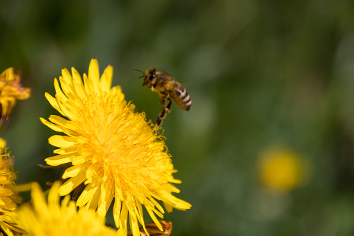 Honey bee collecting nectar on a yellow dandelion blossom