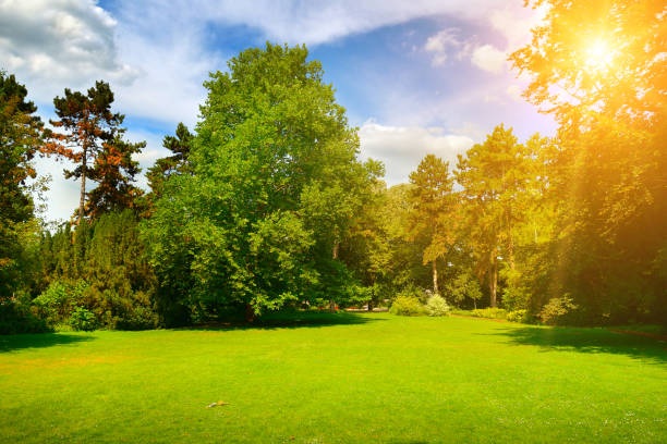 istock Gorgeous green meadow in summer park 1224407223