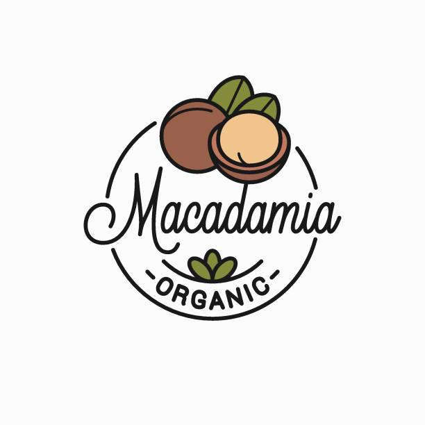 Macadamia nut design. Round linear  of macadamia on white background vector art illustration