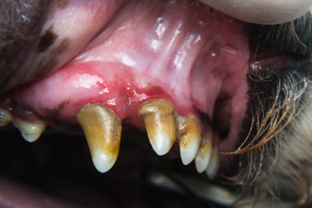 cyst in the paw of a dog