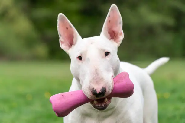Playful white bull terrier dog with pink toy, funny portrait