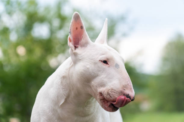 istock white bull terrier dog portrait 1224409195