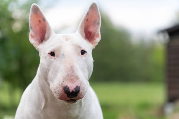 istock white bull terrier dog portrait 1224409255