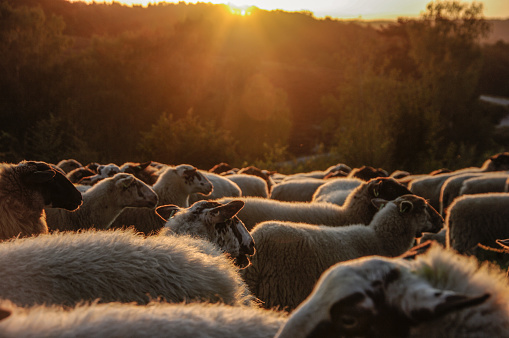 Flock of awaking sheep at sunrise in heath area cold Brunssummerheide