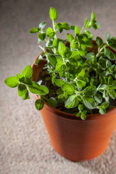 istock Oregano herb in terracotta pot 1224409511