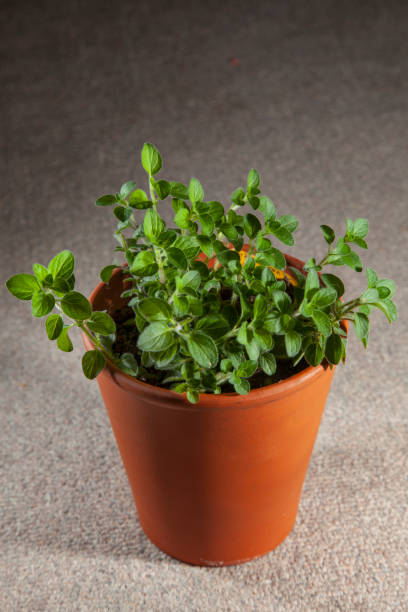 istock Oregano herb in terracotta pot 1224410383