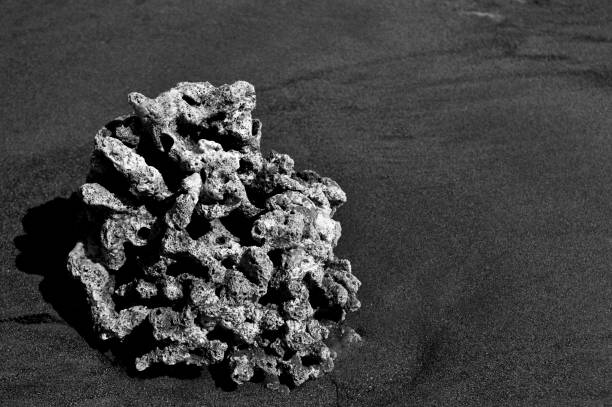 istock Coral in the Sands of Samara beach 1224410458