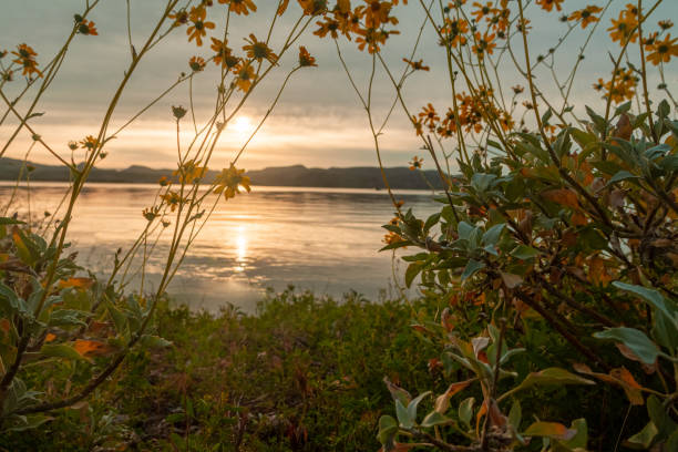 brittlebush incornicia un'alba su un lago con particolare attenzione ai fiori - brittlebush foto e immagini stock