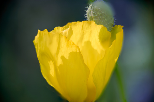 Yellow peony Bartzella blooms against a dark background, close-up. High quality photo