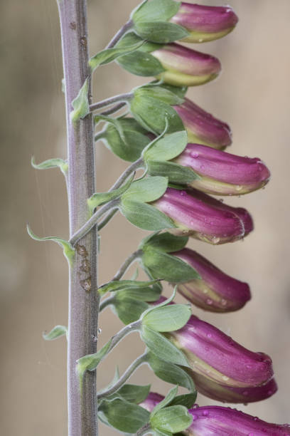 digitalis purpurea comune volpe violaglove bella pianta con aste di fiori rosa rosso o viola - herbal medicine flash foto e immagini stock