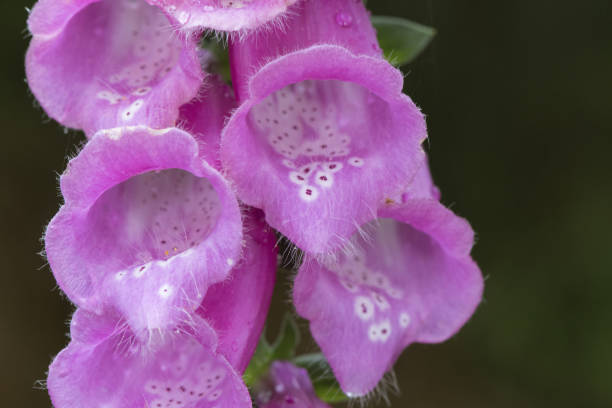 digitalis purpurea comune volpe violaglove bella pianta con aste di fiori rosa rosso o viola - herbal medicine flash foto e immagini stock