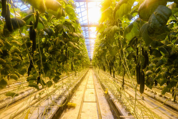 istock greenhouse where vegetables and greens grow 1224413621