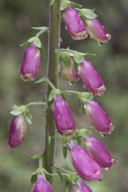 digitalis purpurea comune volpe violaglove bella pianta con aste di fiori rosa rosso o viola - herbal medicine flash foto e immagini stock