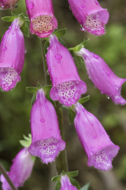 digitalis purpurea comune volpe violaglove bella pianta con aste di fiori rosa rosso o viola - herbal medicine flash foto e immagini stock