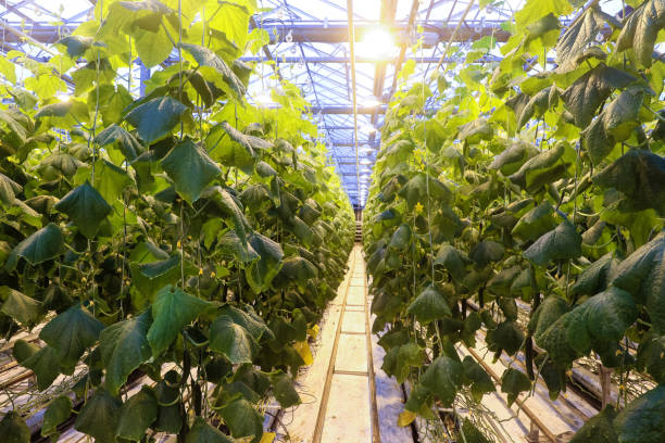 istock greenhouse where vegetables and greens grow 1224415064
