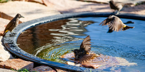 A Cape robin-chat bird (Cossypha caffra) with wet feathers sits on a rock in a pond as a Cape bulbul bird flies nearby.